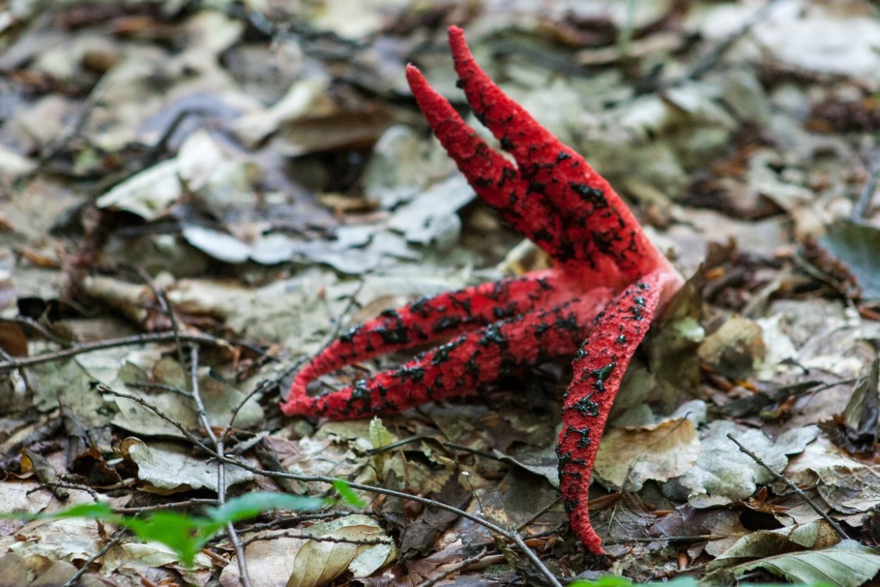 Клатрус Арчера (Clathrus archeri),