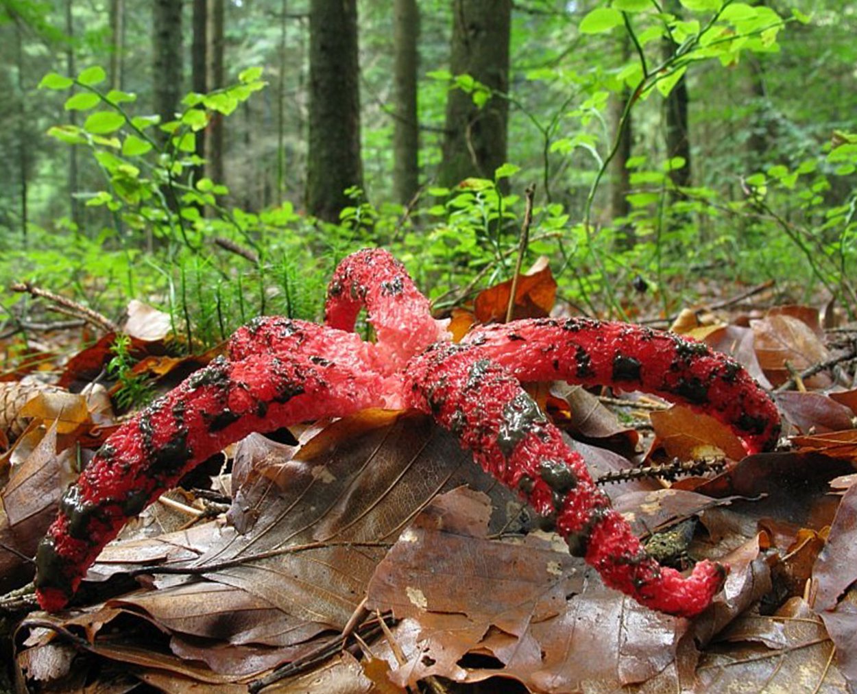 Ведьмочка травница арт