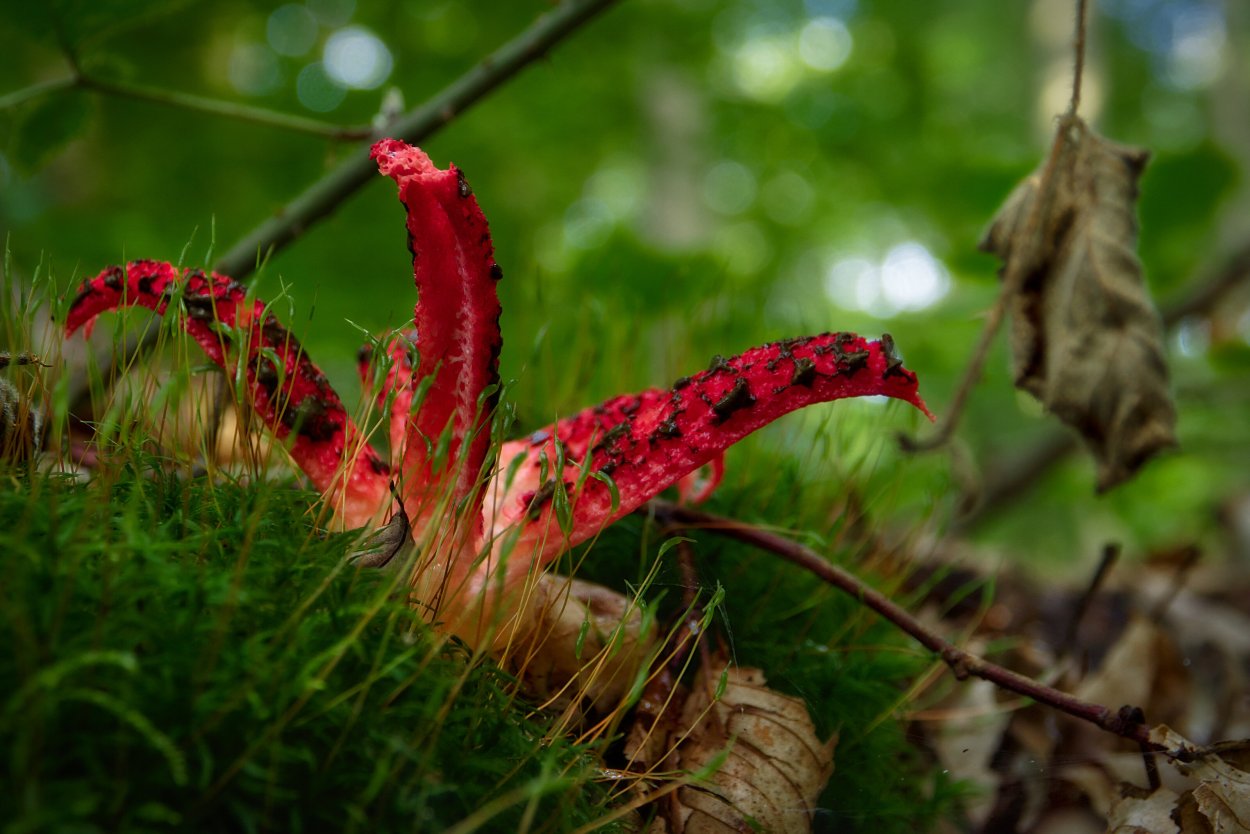 Антурус Арчера (Clathrus archeri)