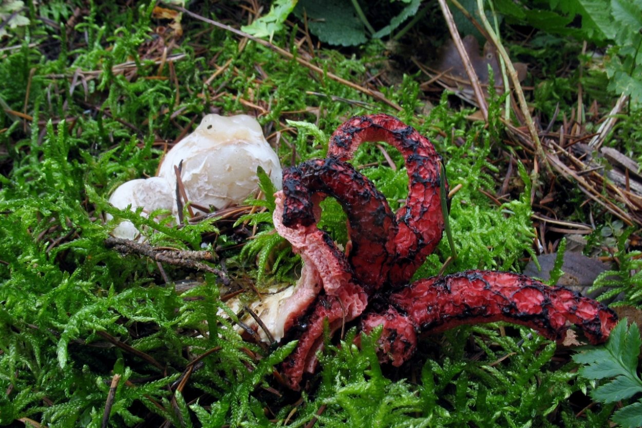 Антурус Арчера или пальцы дьявола