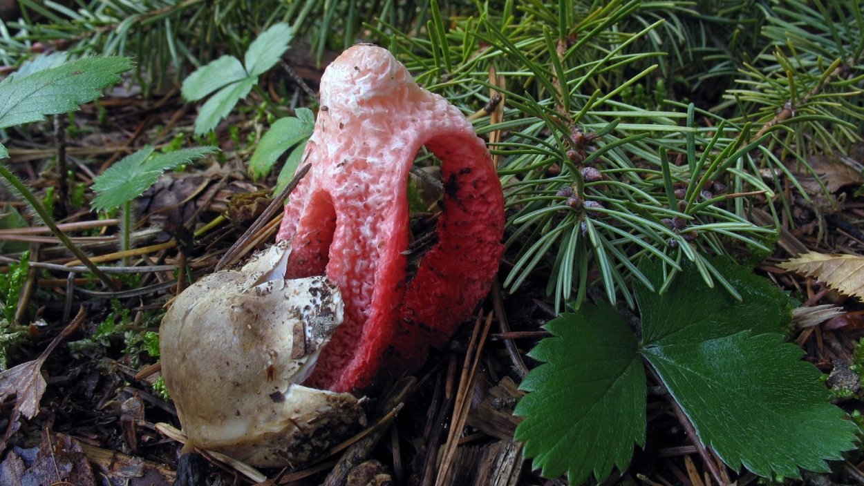 Клатрус Арчера в Подмосковье