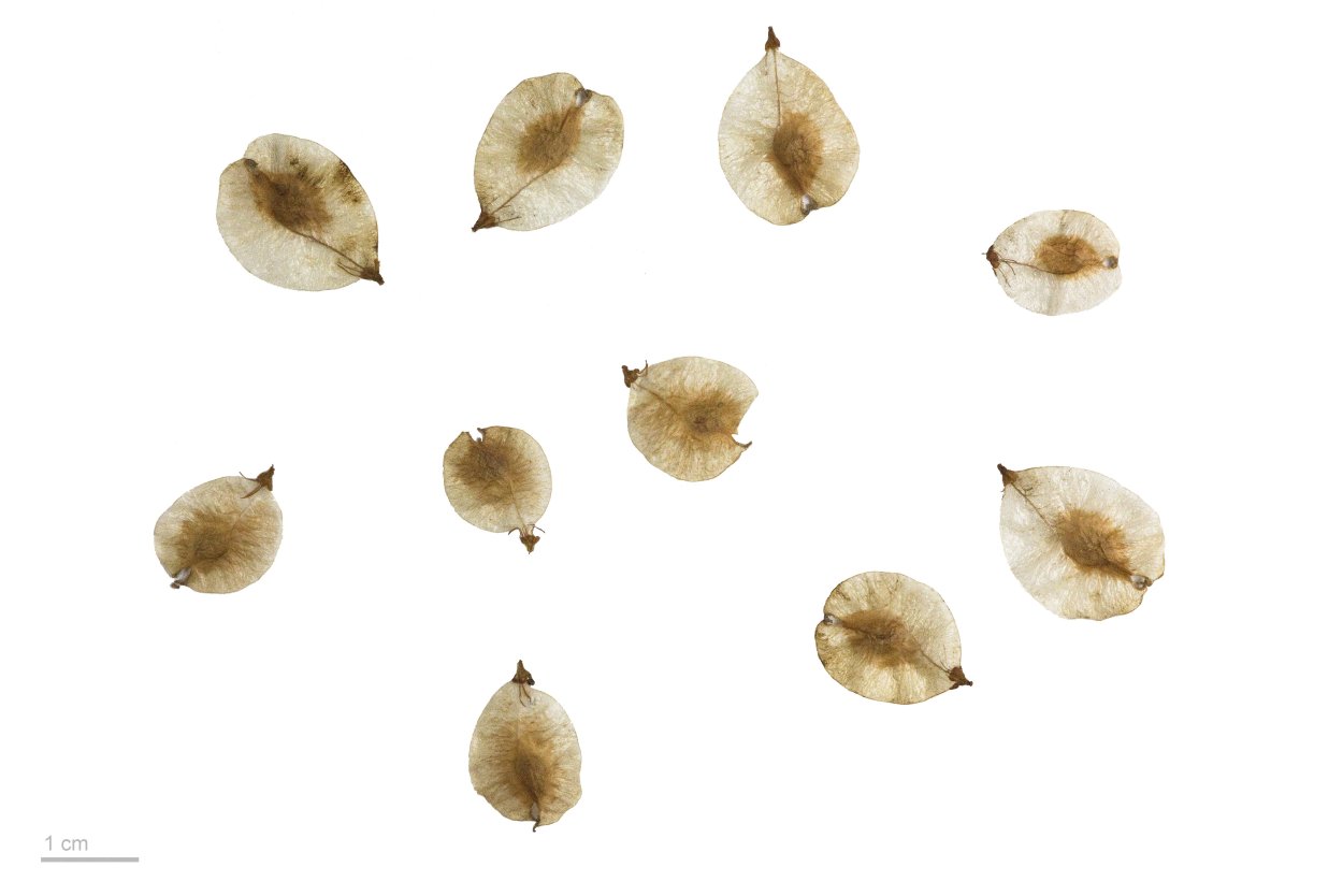 Вяз гладкий семена