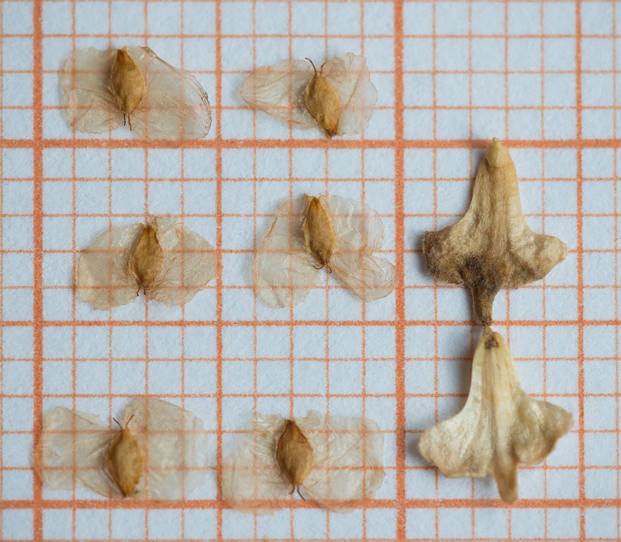 Береза повислая семена