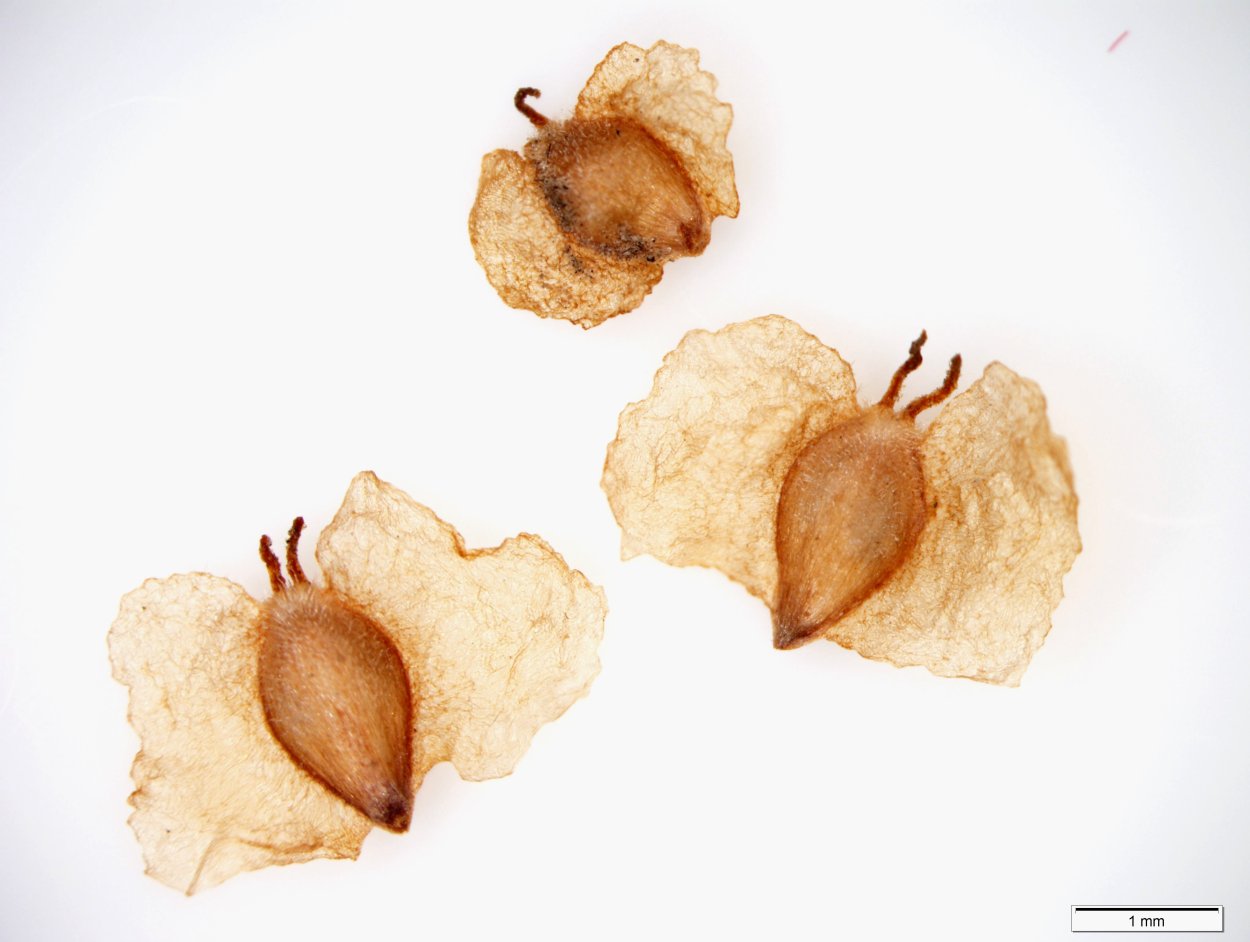 Мумификация семян березы