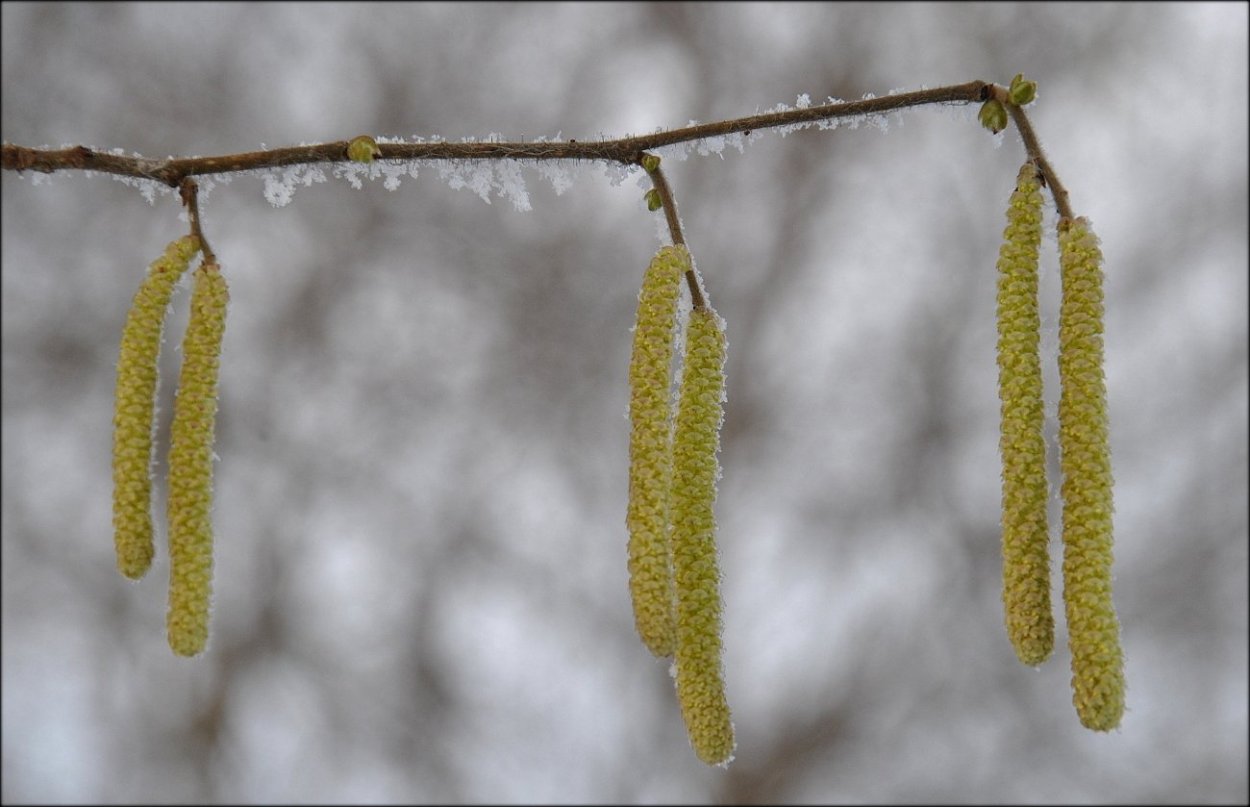 Береза Жакмана сережки