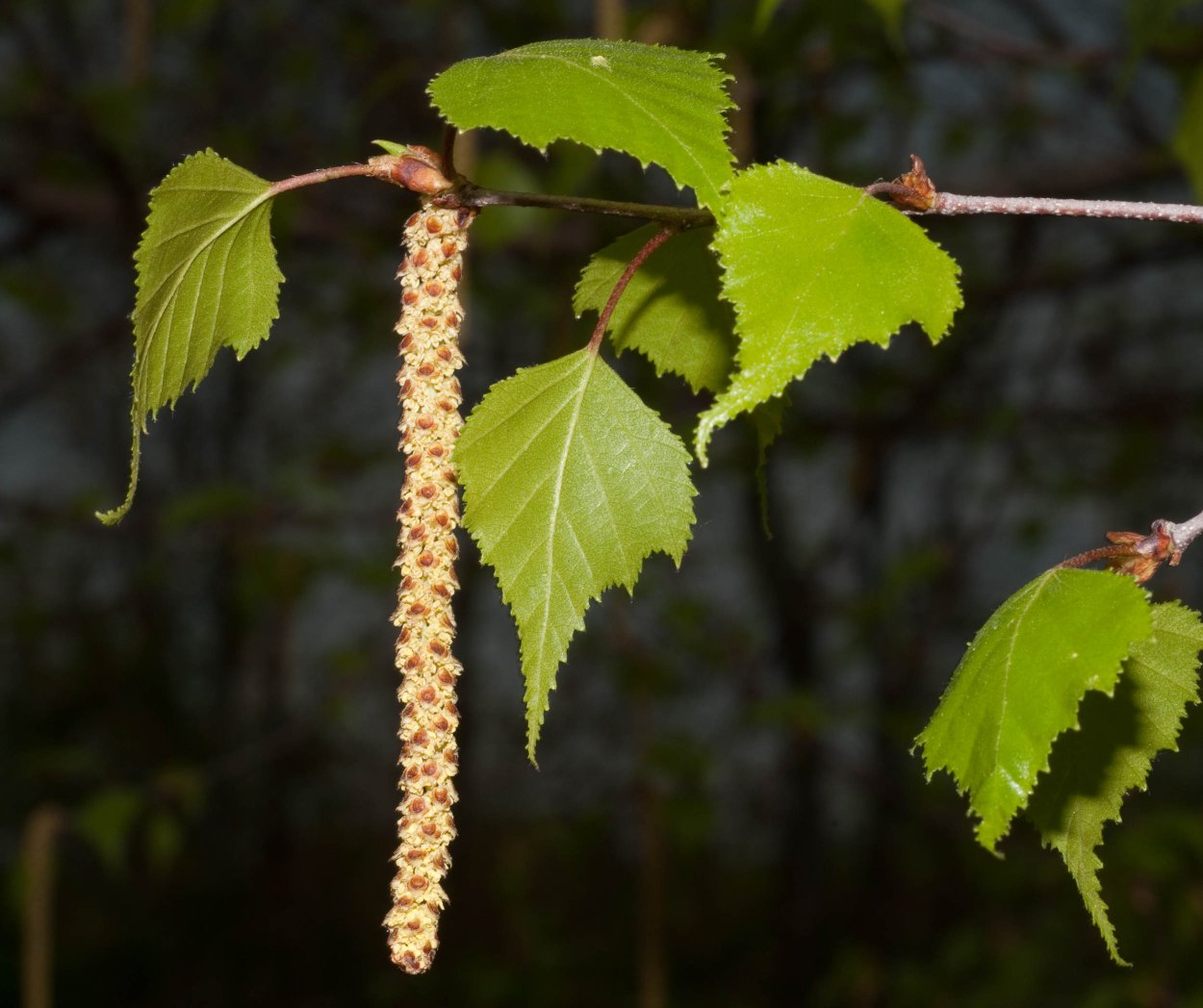 Betula populifolia