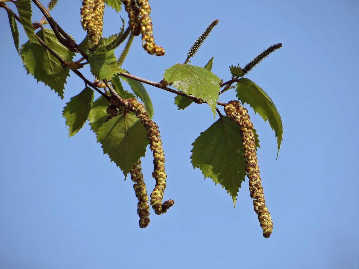 Береза бородавчатая сережки
