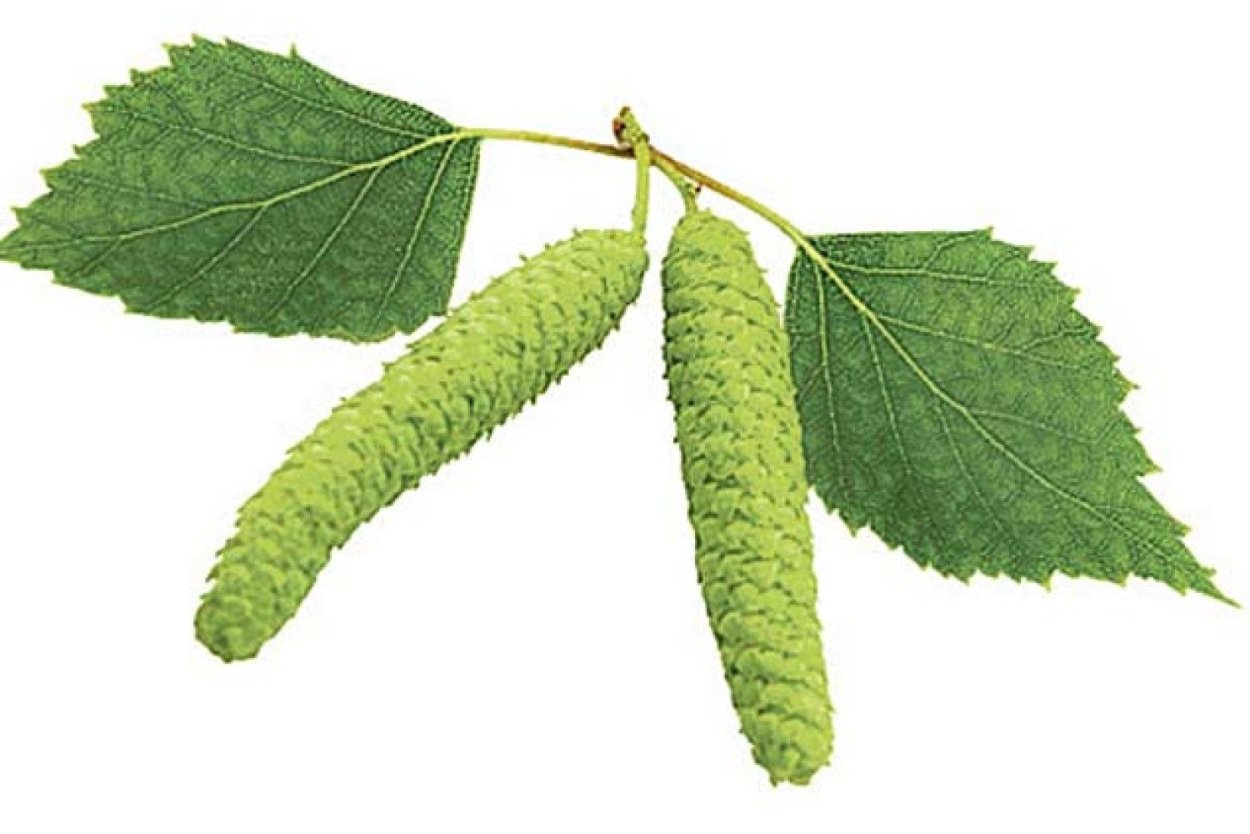 Березовый лист