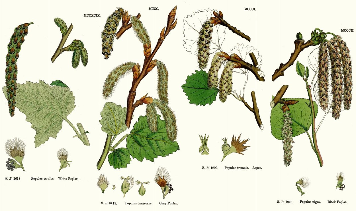 Тополь белый плоды