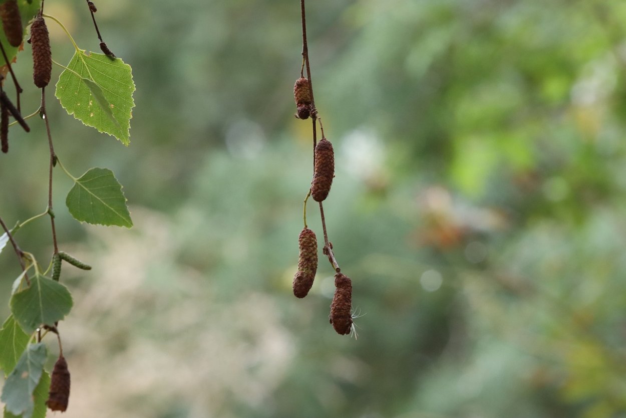 Сережки на деревьях