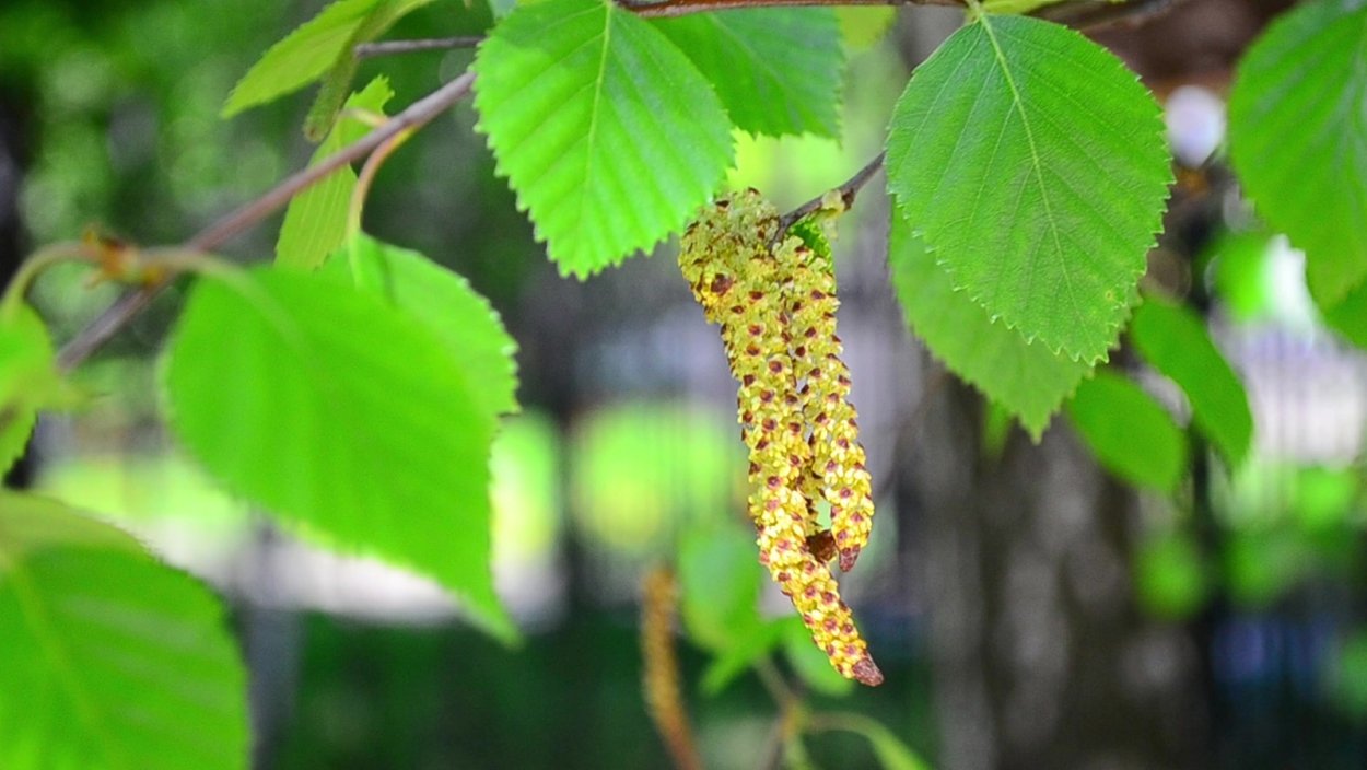 Ольха черная береза черемуха