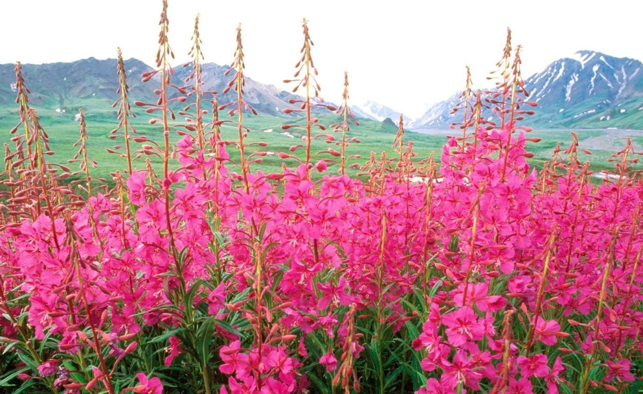 Иван-чай (с цветочками кипрея)