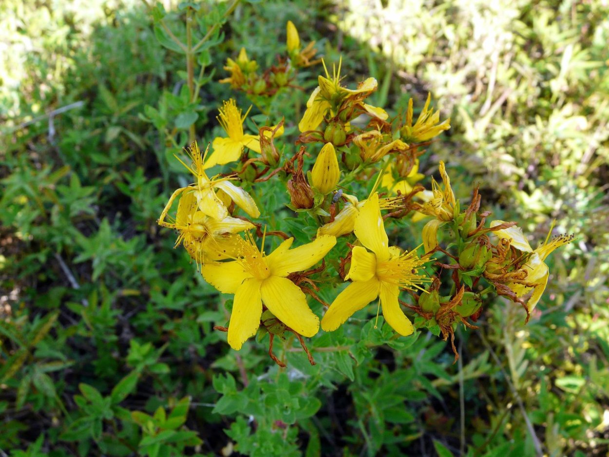 Травянистые растения Урала