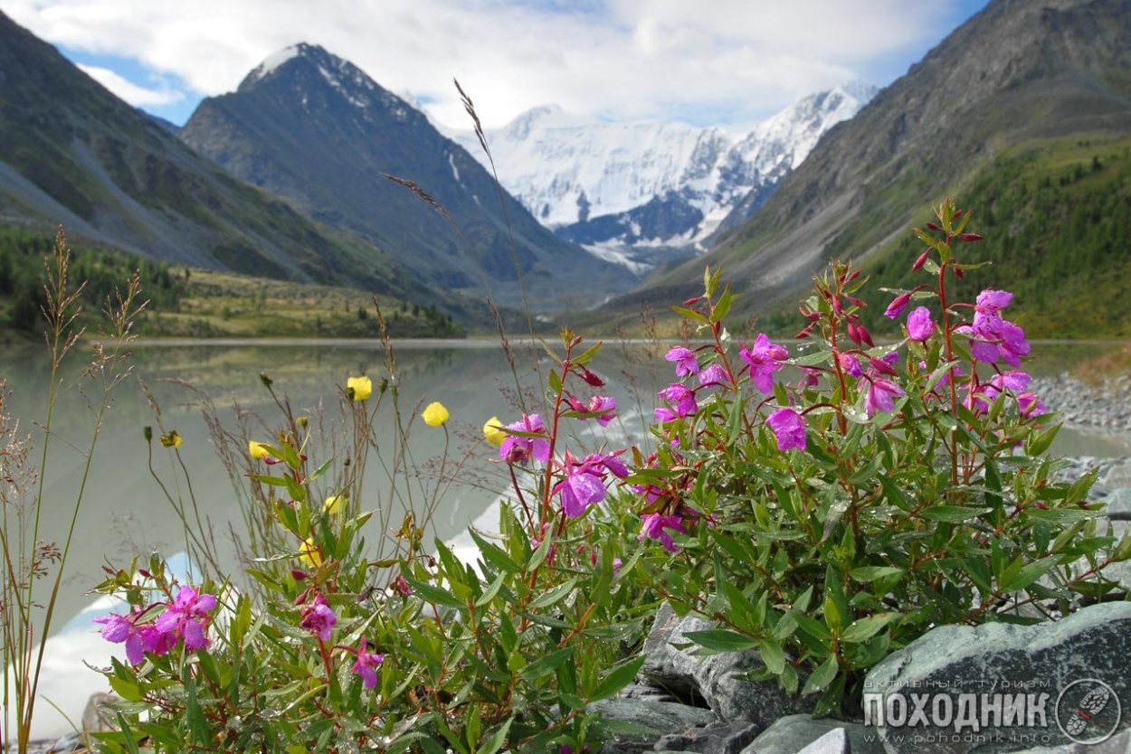 Белуха Алтай маральник