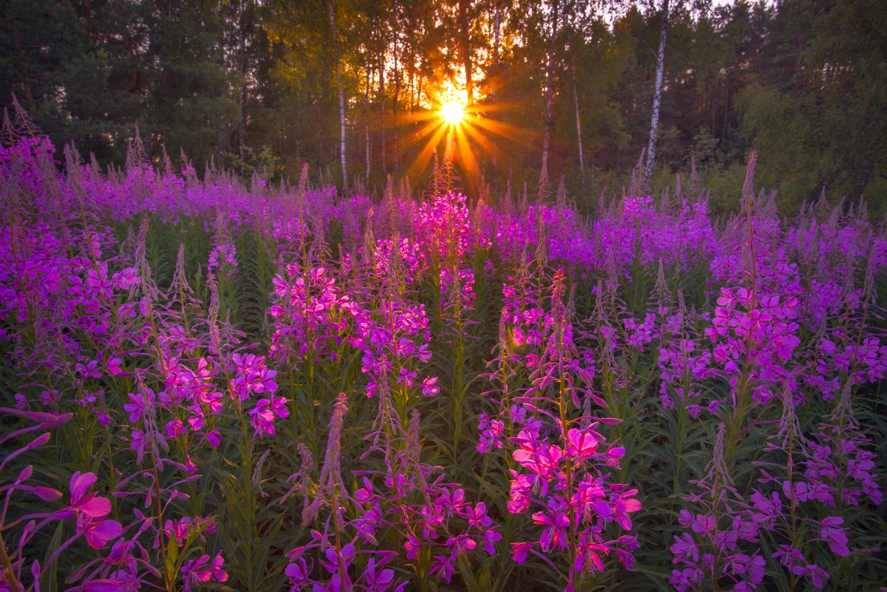 Иван-чай (кипрей)