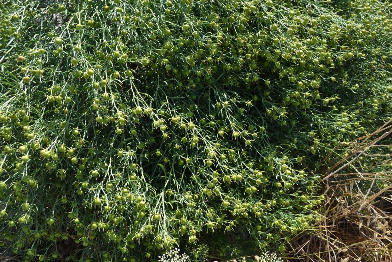 Желтый полевой цветок зверобой