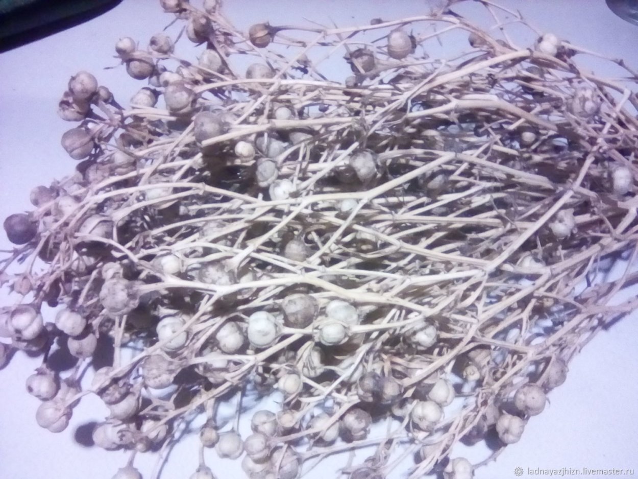 Трава гармала скрутка