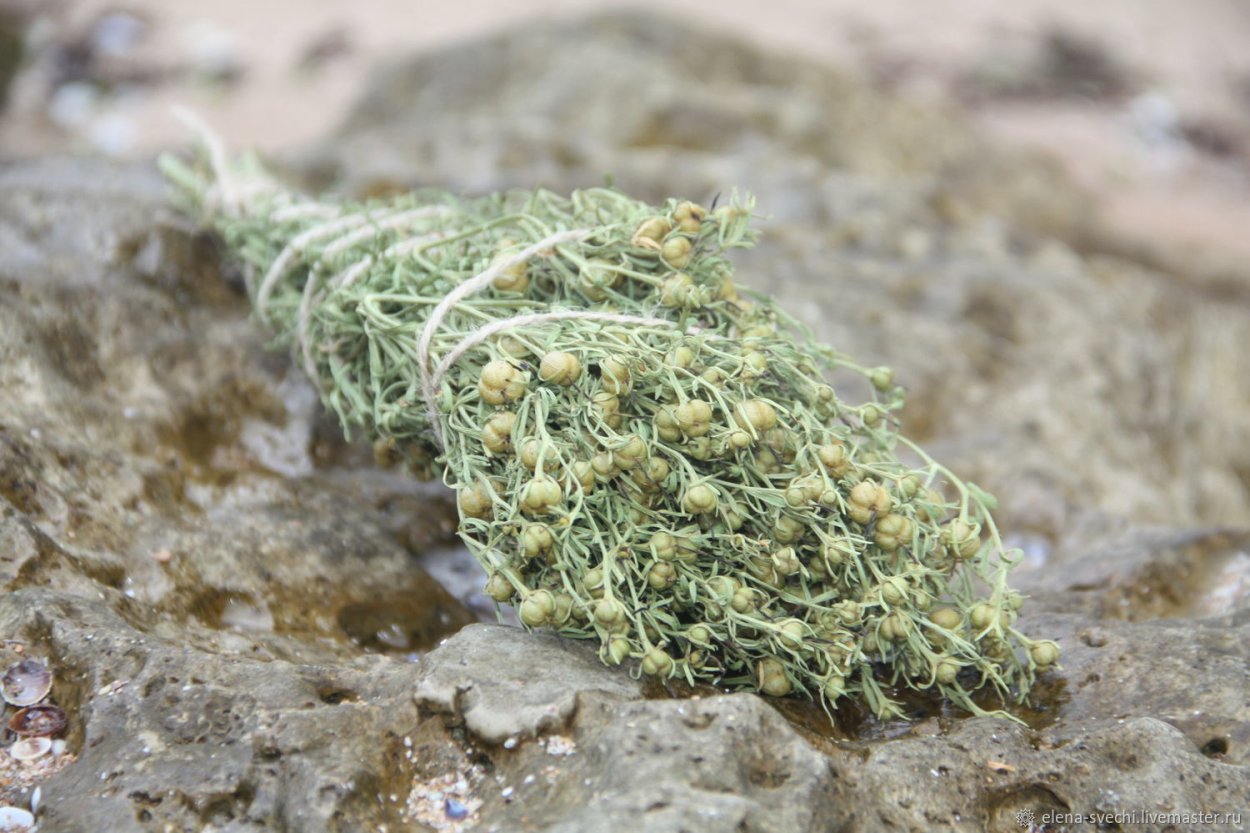 Гармала обыкновенная трава