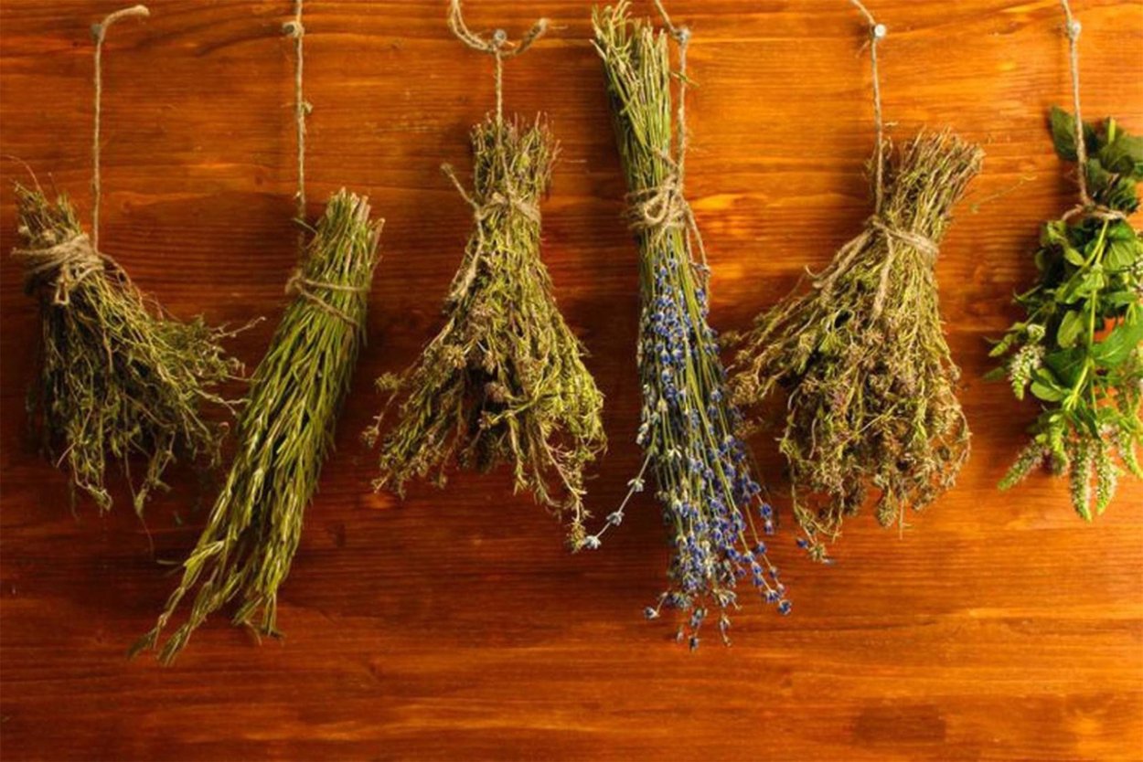 Гармала обыкновенная Peganum harmala