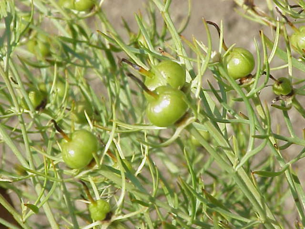 Гербарий на белом фоне