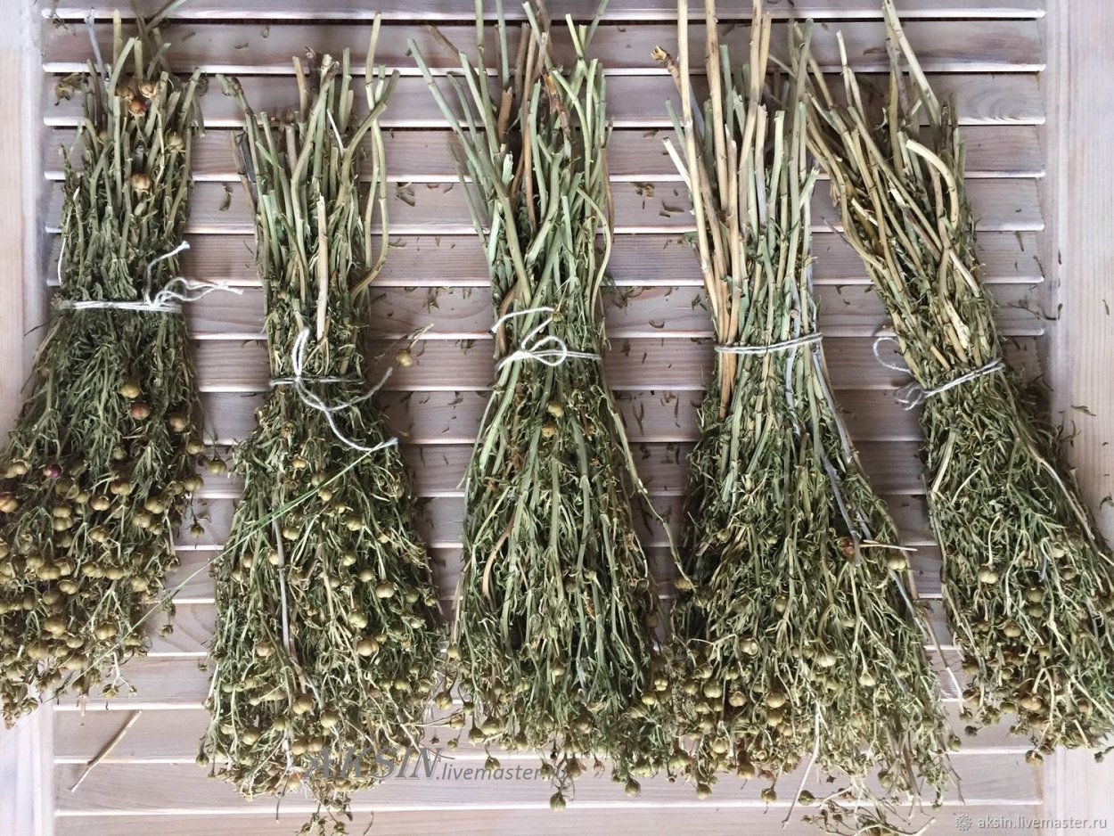 Гармала в пучках