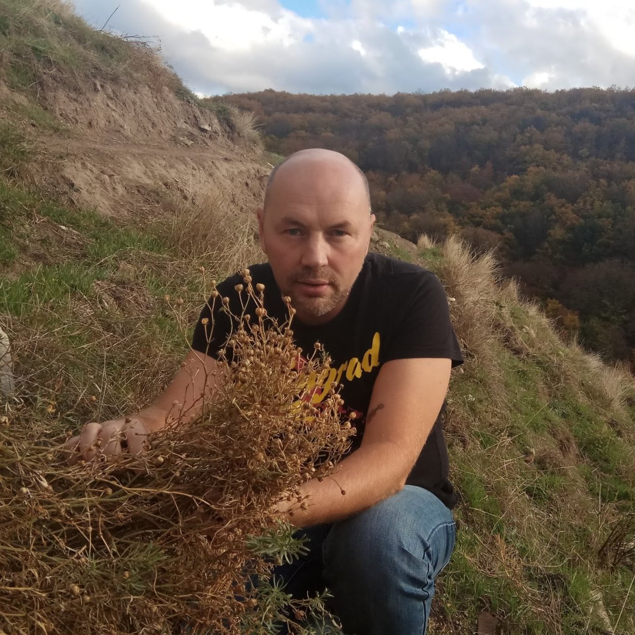 Хаома растение