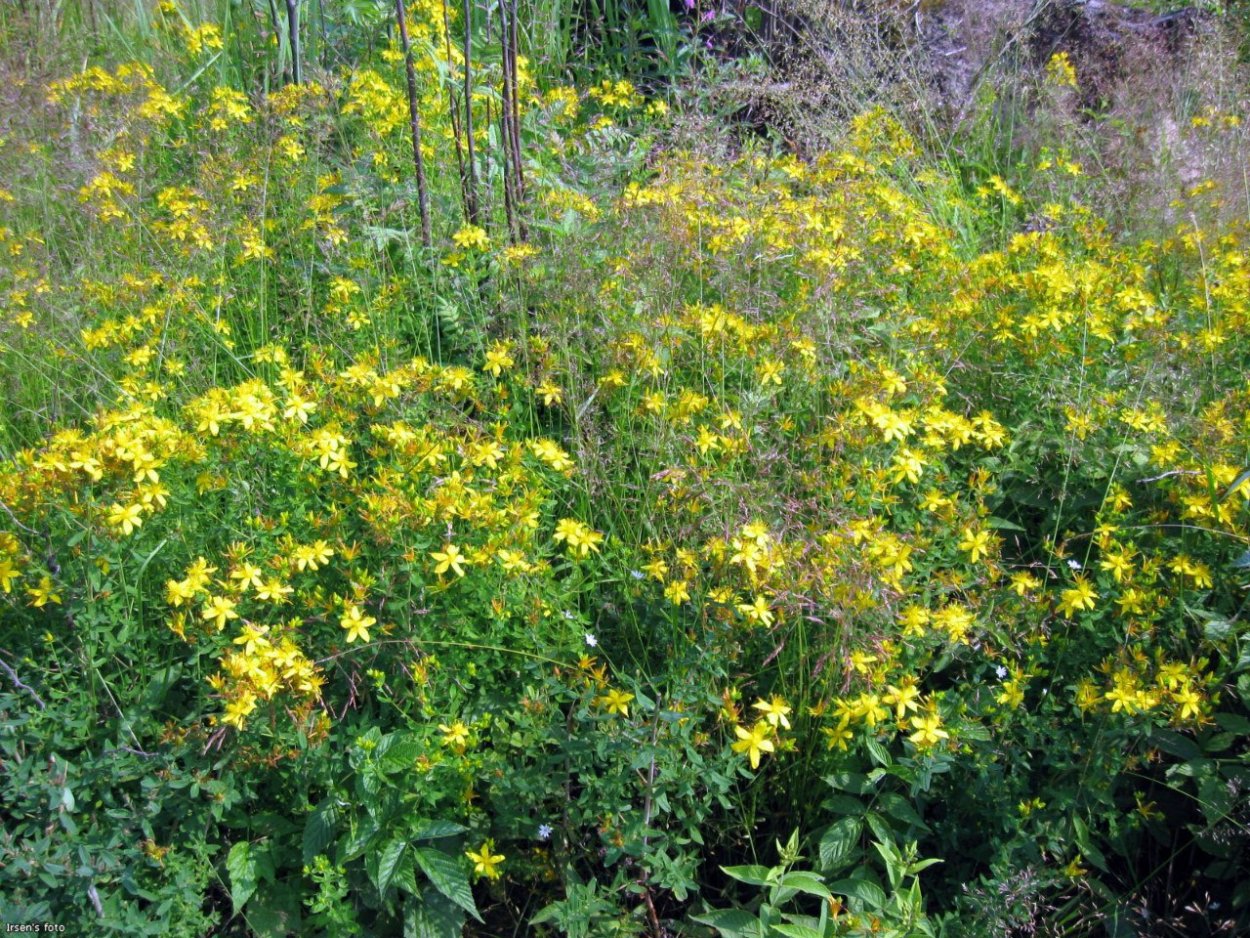 Вышивка полевые травы Машинная