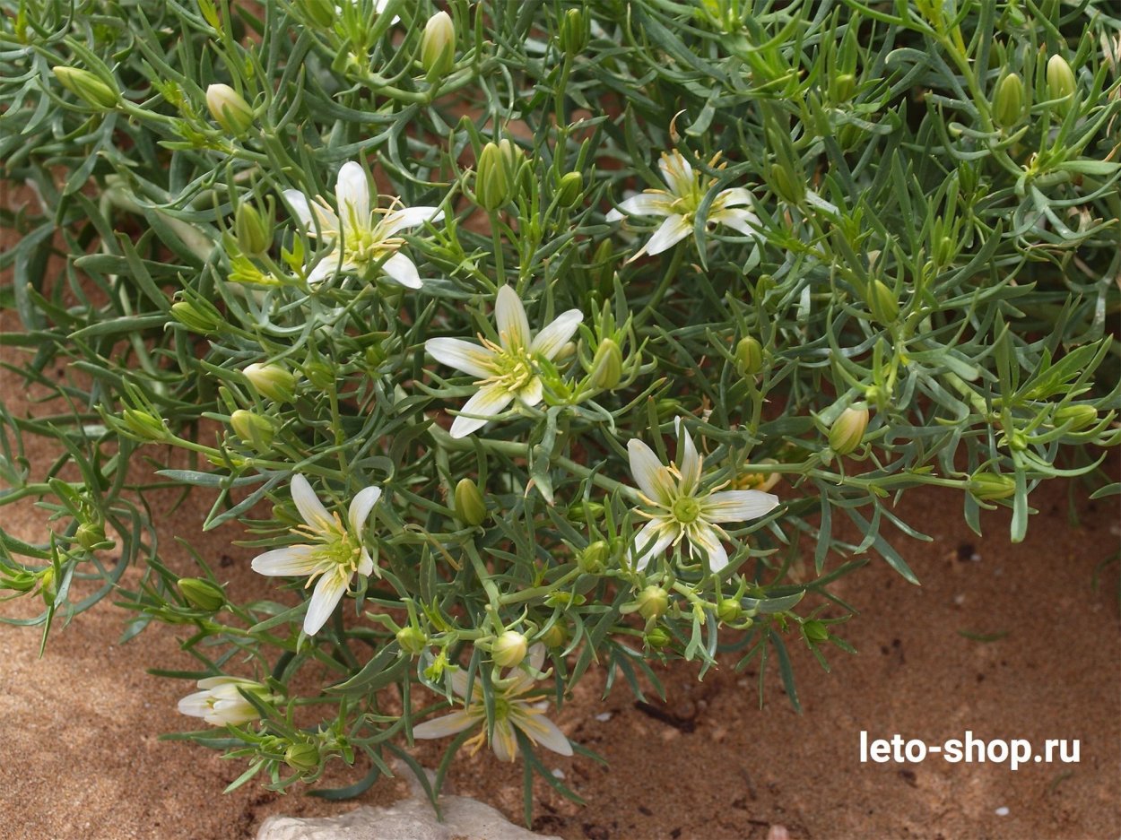 Гармала обыкновенная