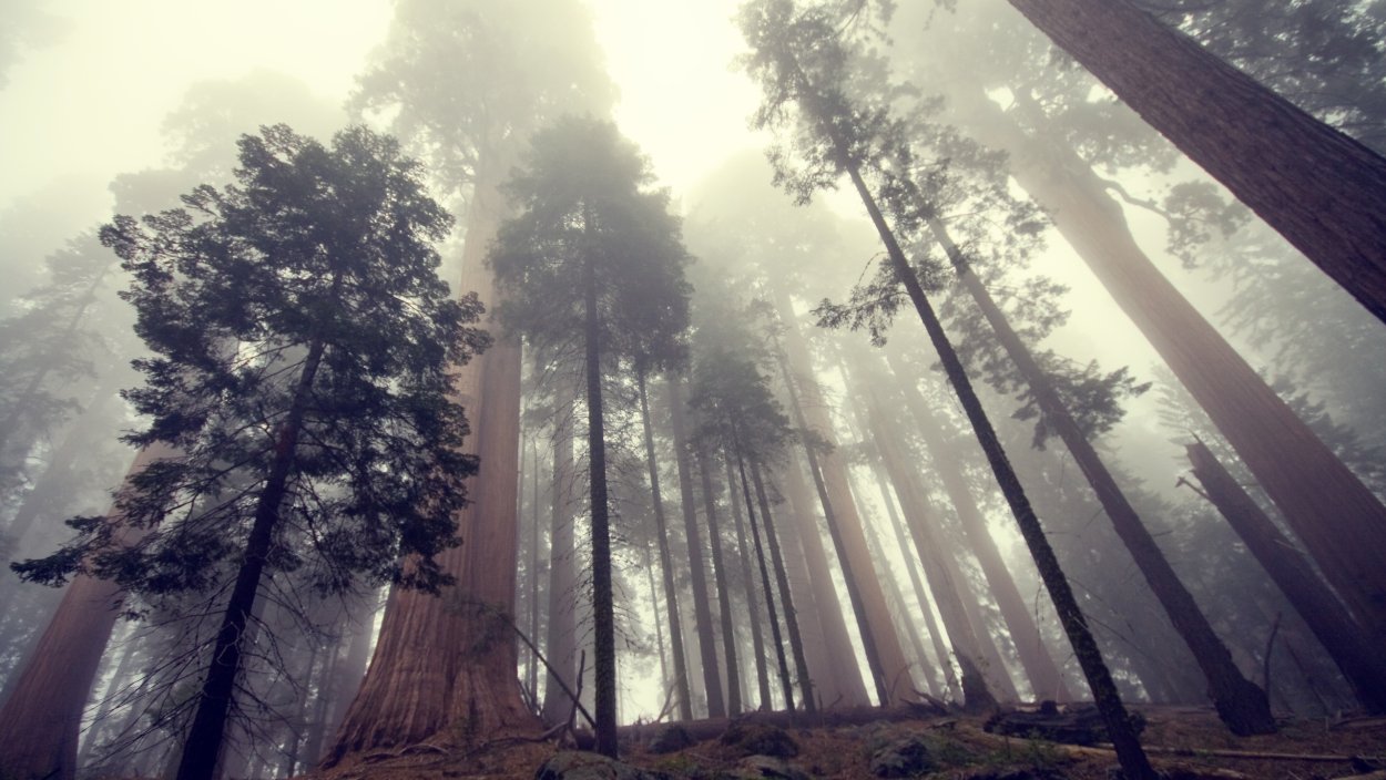 Секвойя дерево обои