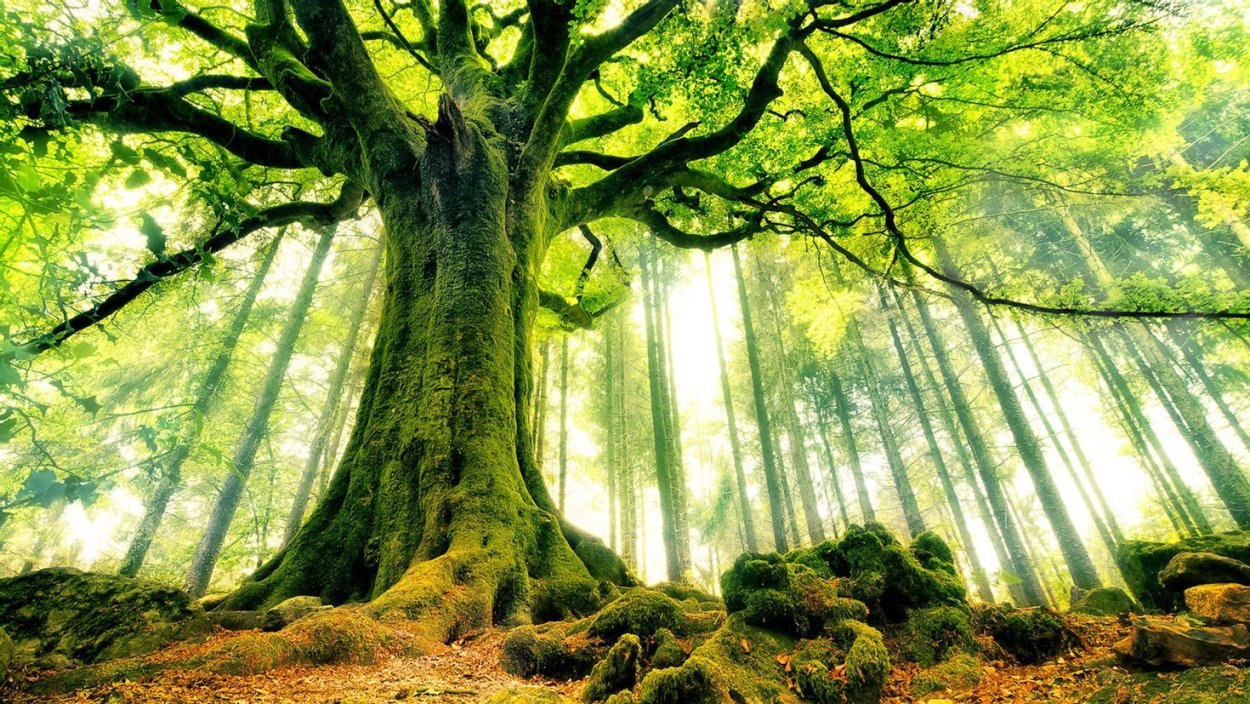 Колдовской лес Броселианд