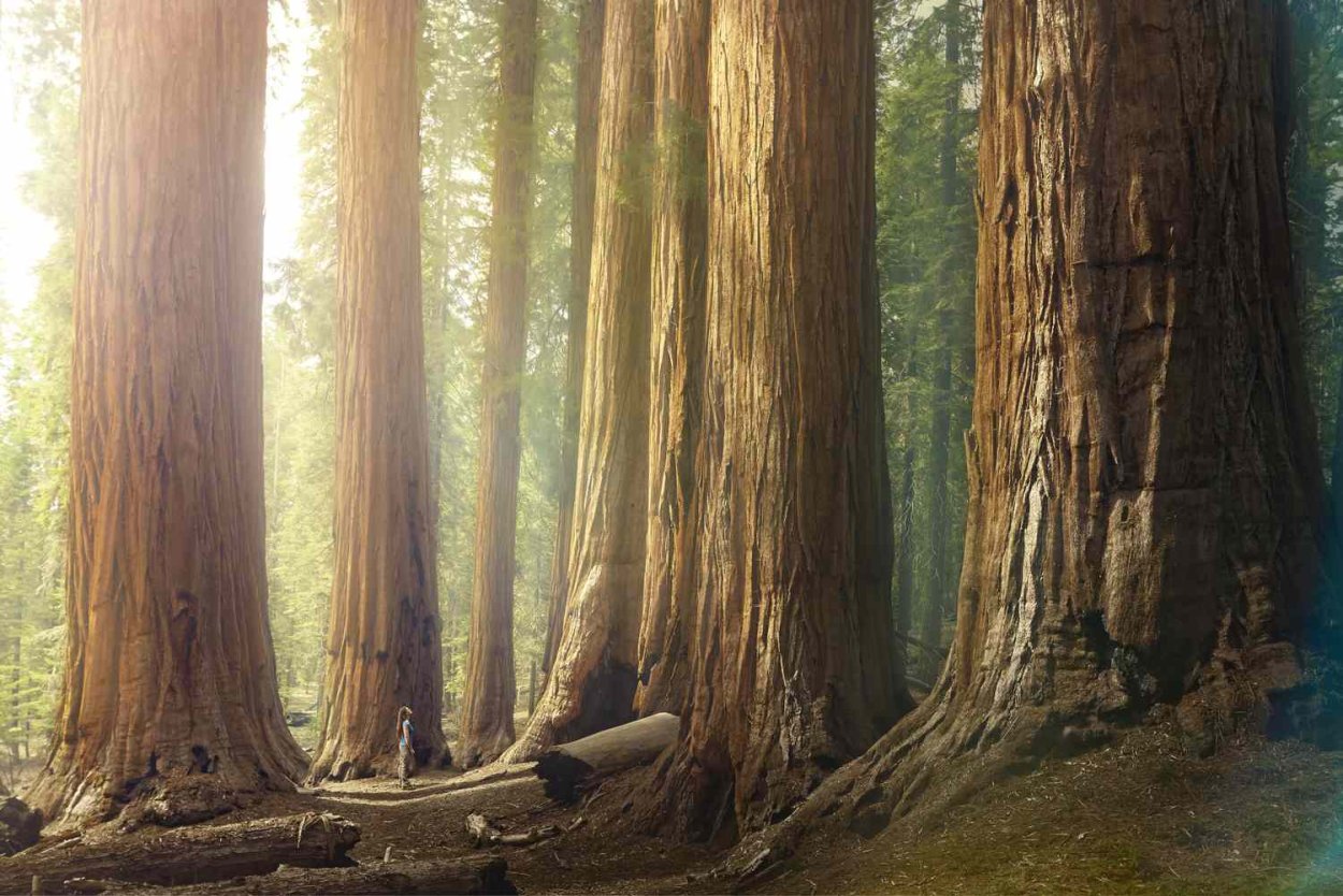 Секвойя дерево леса