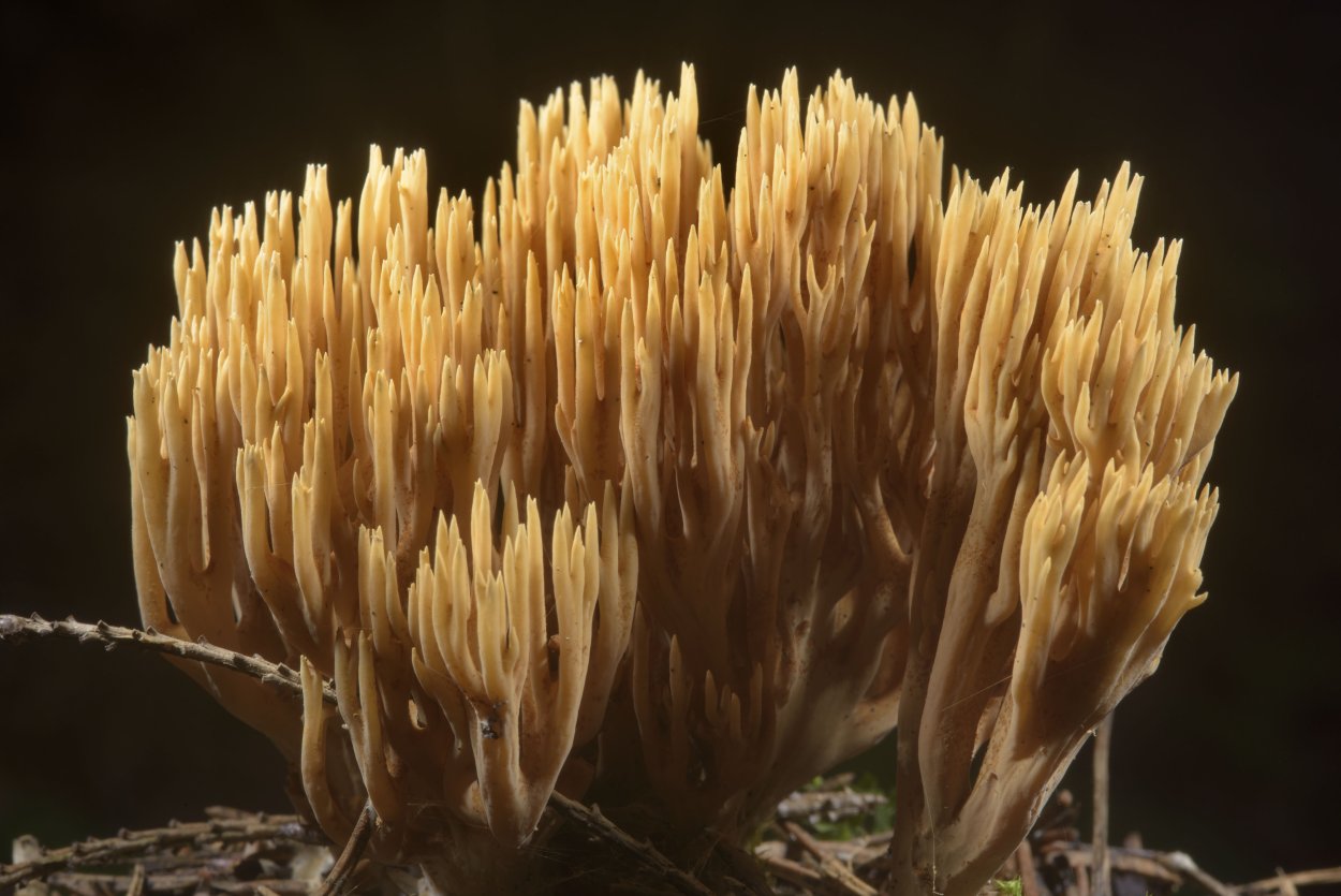 Рогатик красивый