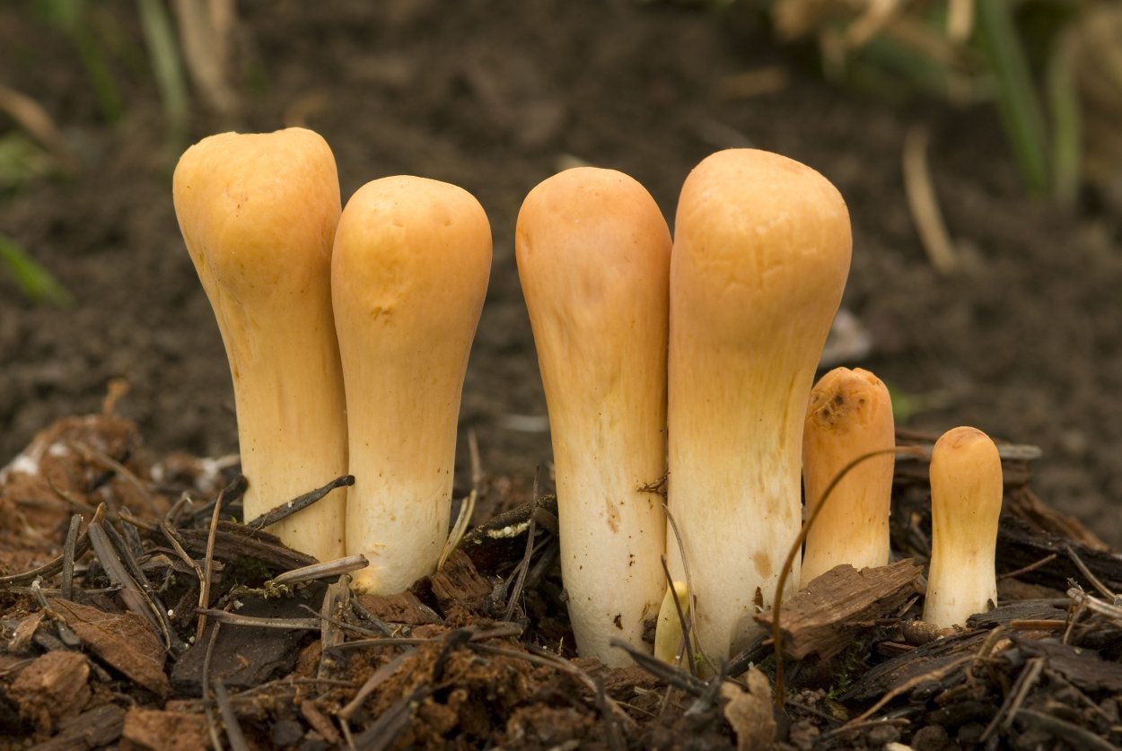 Оленьи рожки грибы Рамария