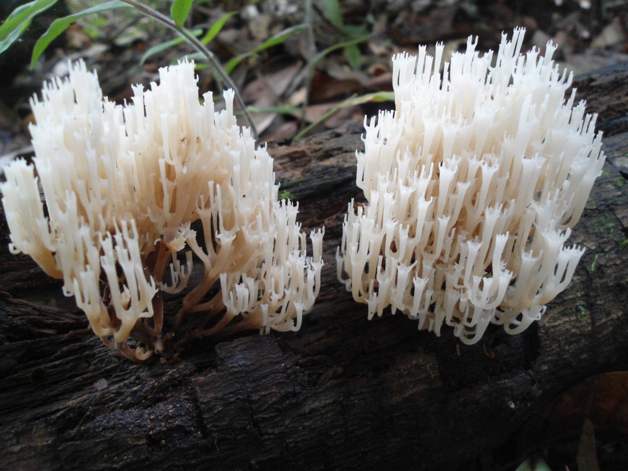 Гриб баран ежовик