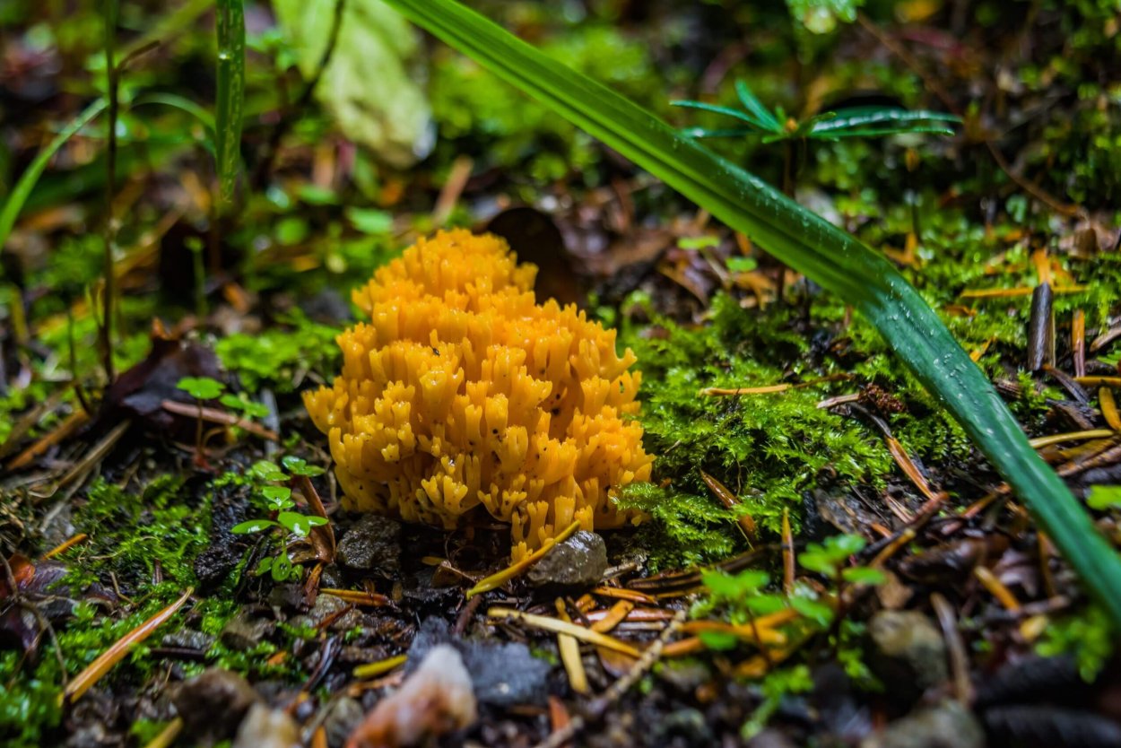 Рогатик язычковый Clavariadelphus ligula