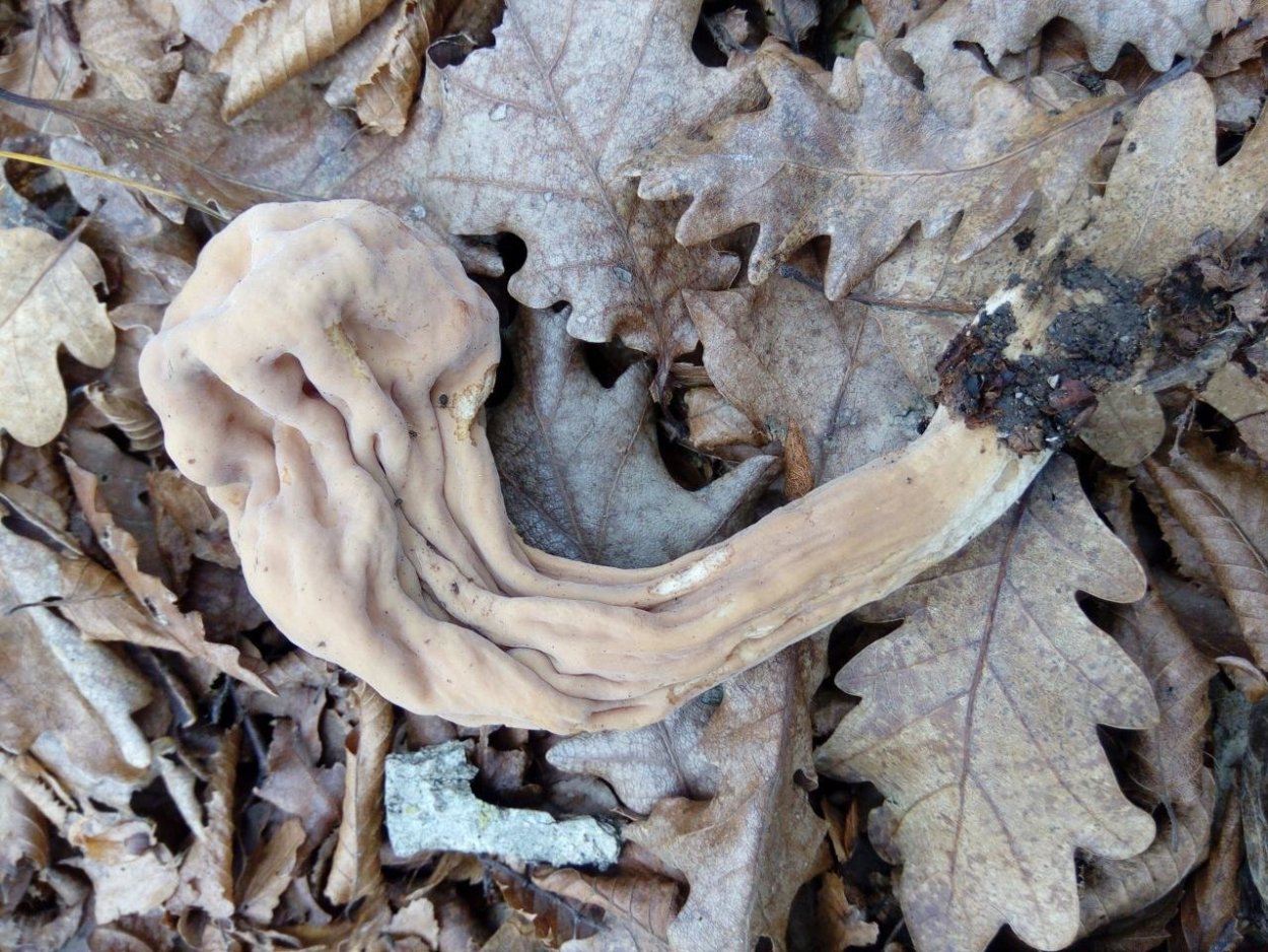 Рогатик язычковый (клавариадельфус пестиковый)