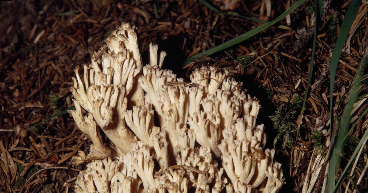 Рогатик прямой гриб