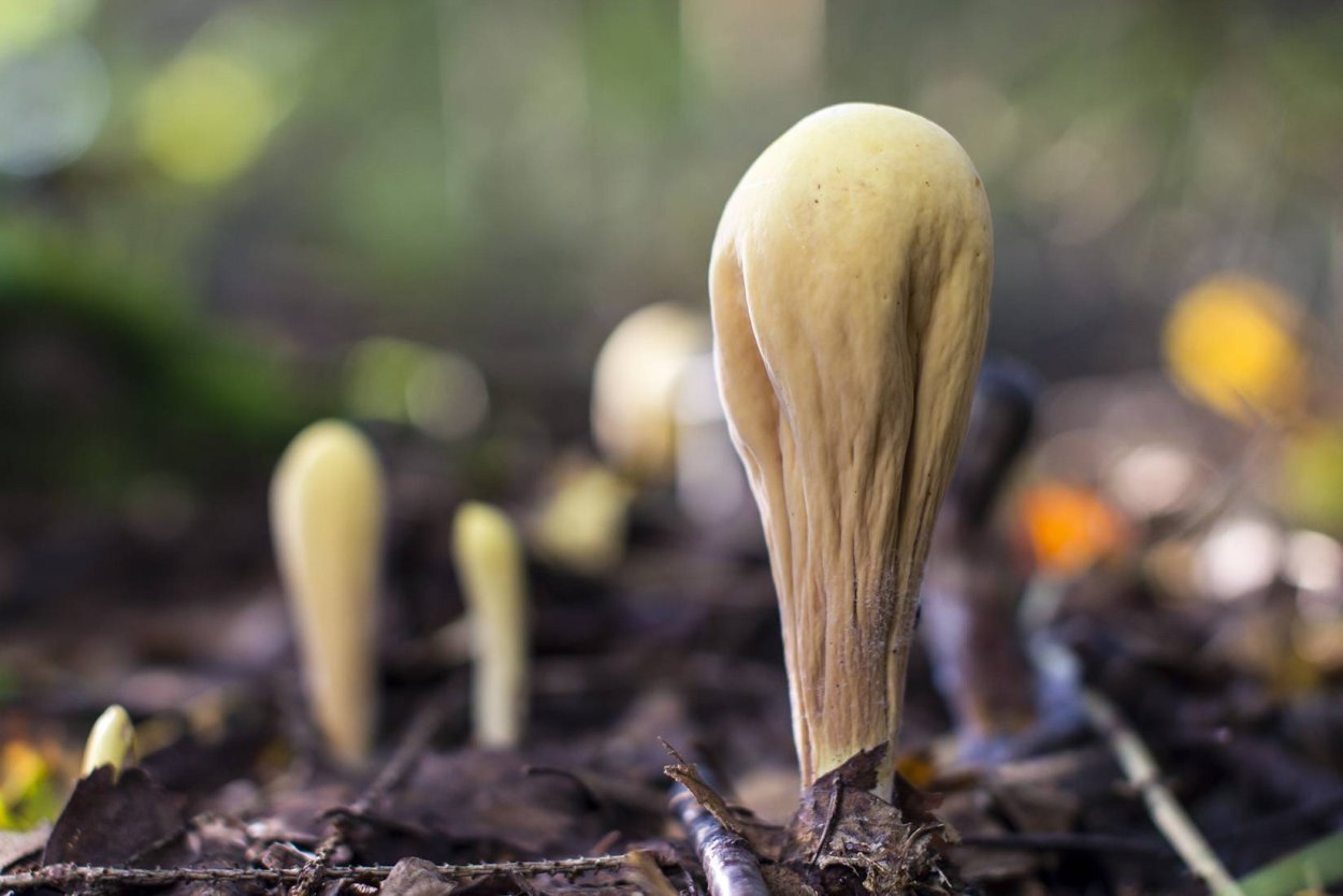 Оленьи рожки Ramaria Flava