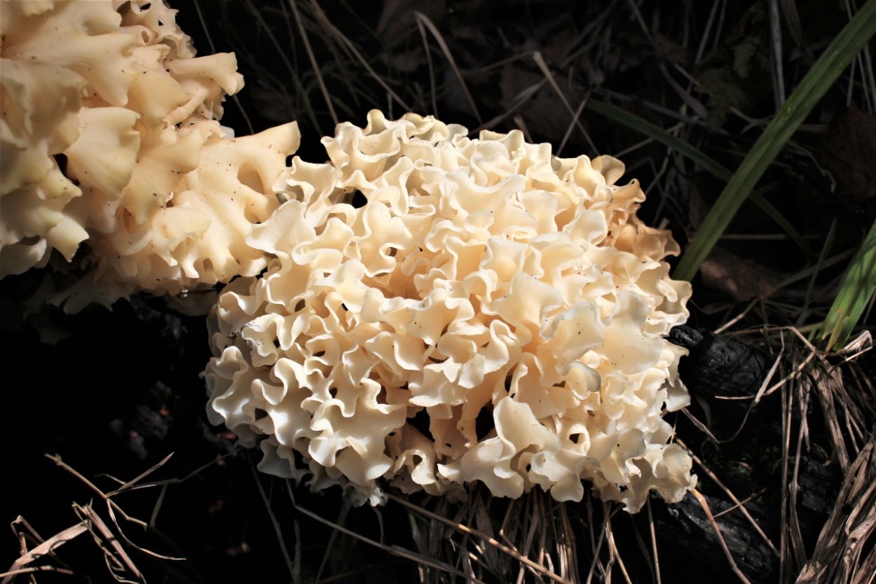 Рамария золотистая