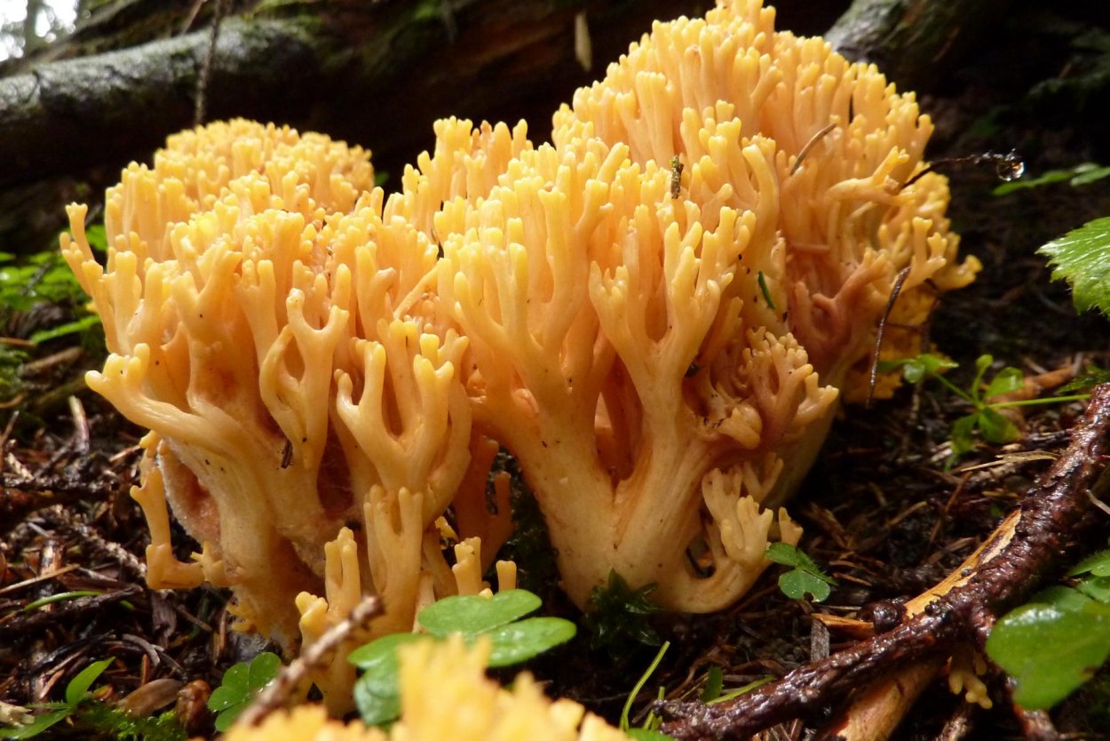 Клавулина коралловидная