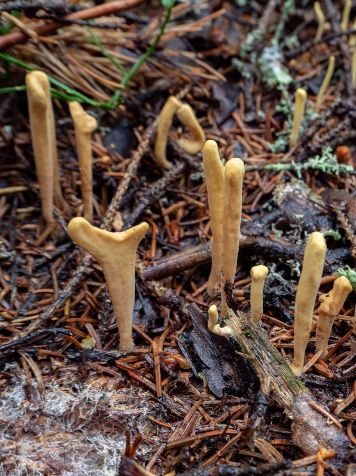 Гриб Клавикорона крыночковидная