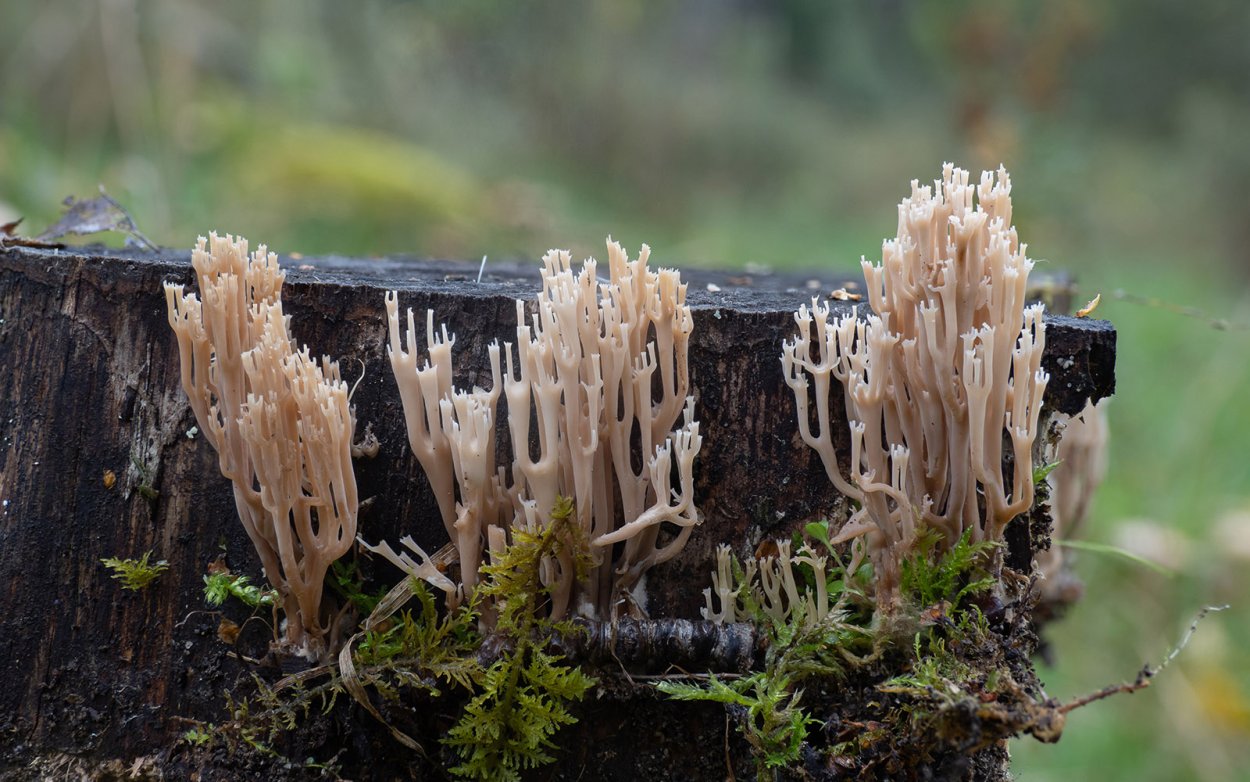 Гриб Рогатик пестиковый