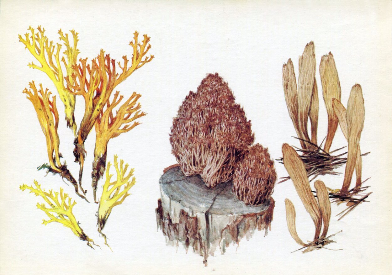 Ramaria Flava