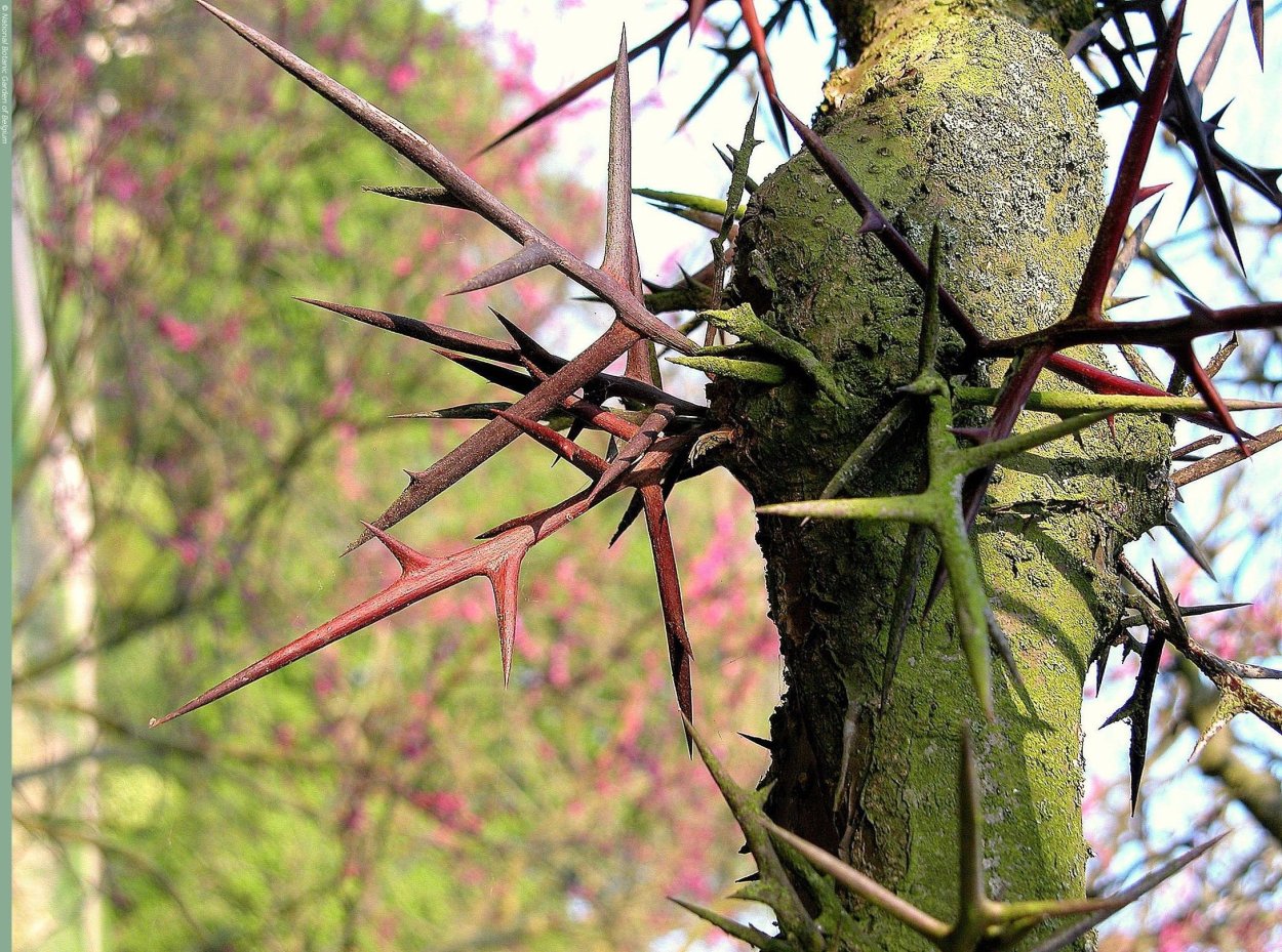 Гледичия трёхколючковая колючки