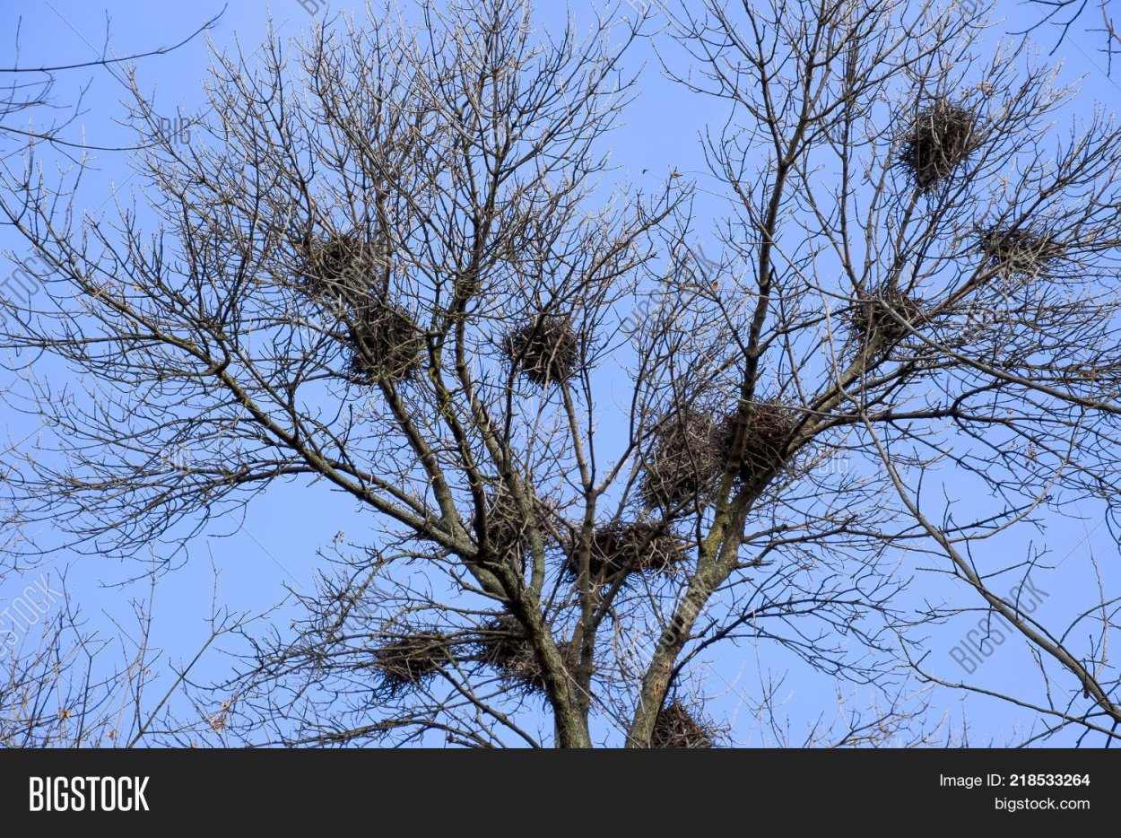 Гнездо на дереве без листьев