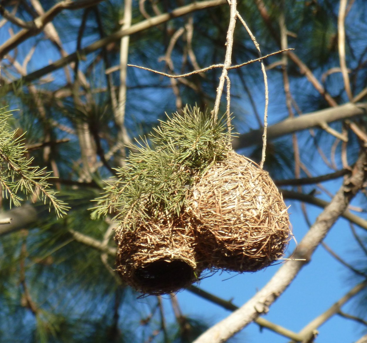 Сейба великолепная