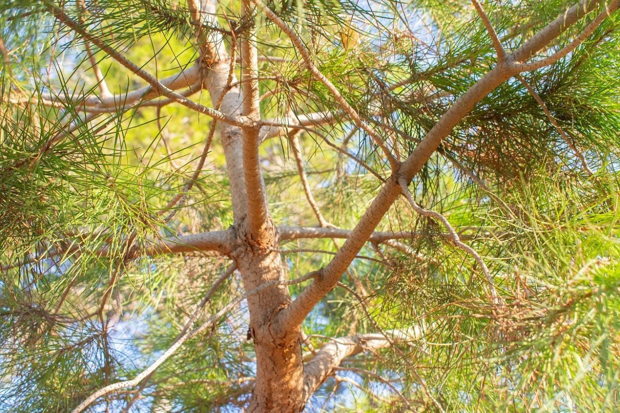 Сосна Excelsa wallichiana