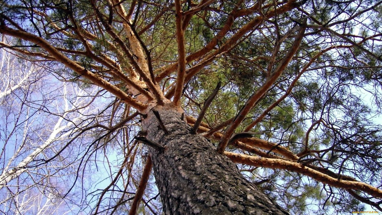 Обломанное дерево