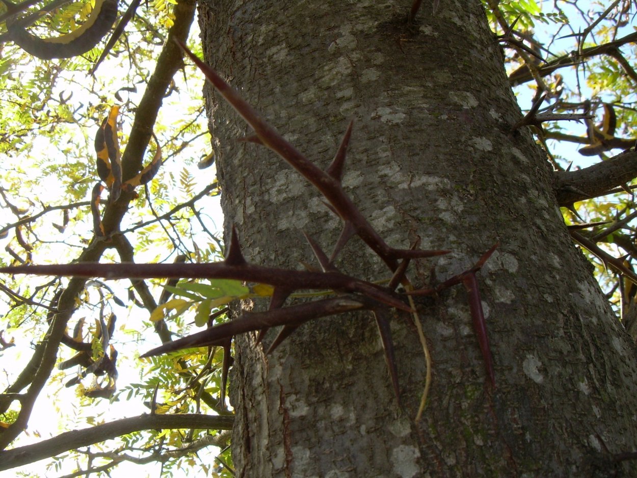 Хвоинки хвойников