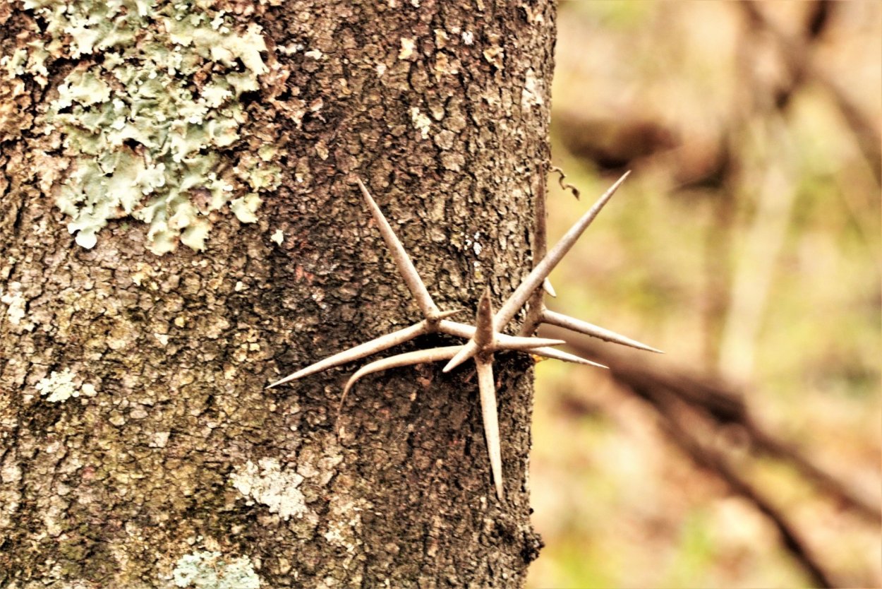 Гледичия трёхколючковая дерево кора